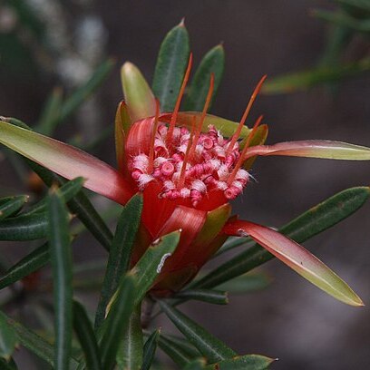 Lambertia unspecified picture