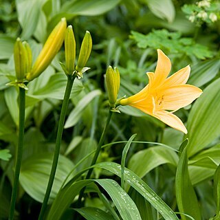 Hemerocallis dumortieri unspecified picture