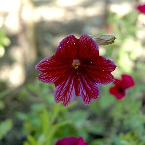 Salpiglossis unspecified picture