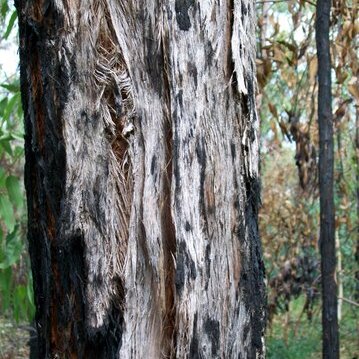 Eucalyptus oblonga unspecified picture