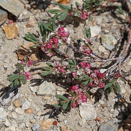 Polygonum shastense unspecified picture