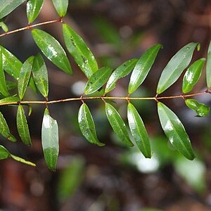 Pilidiostigma glabrum unspecified picture