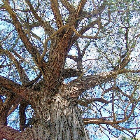 Eucalyptus agglomerata unspecified picture