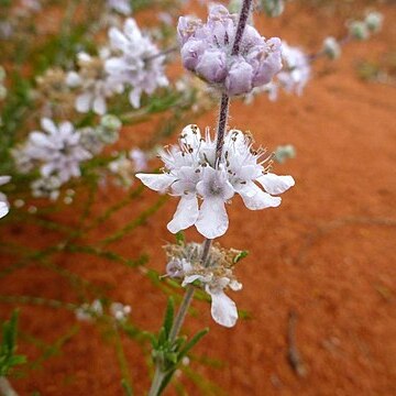 Dicrastylis verticillata unspecified picture