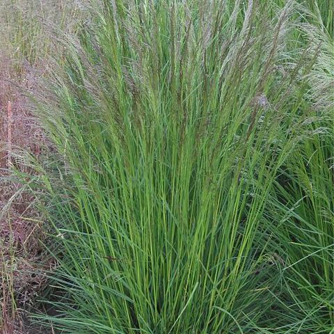 Deschampsia unspecified picture