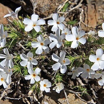 Linanthus pungens unspecified picture