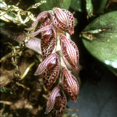 Acianthera ciliata unspecified picture