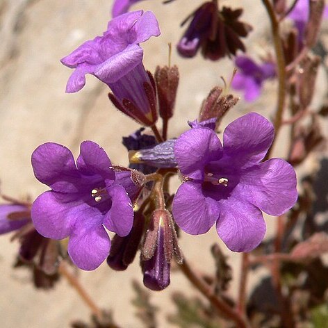 Phacelia pulchella unspecified picture