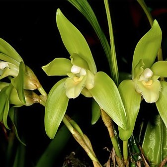 Sudamerlycaste fimbriata unspecified picture