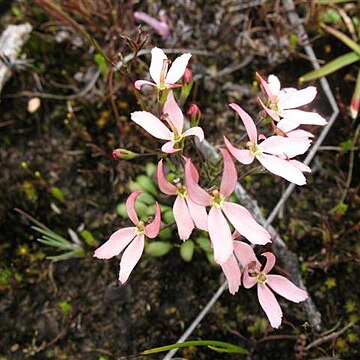 Stylidium petiolare unspecified picture