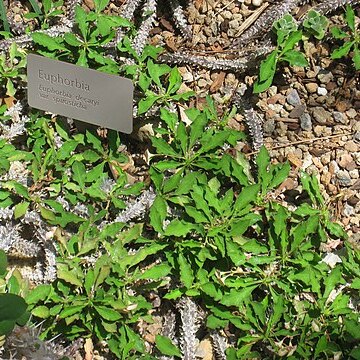 Euphorbia decaryi unspecified picture