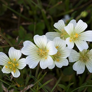 Limnanthes floccosa unspecified picture