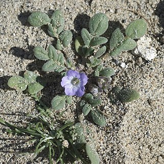 Phacelia douglasii unspecified picture