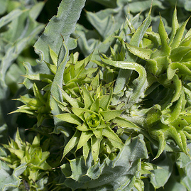 Cirsium fontinale unspecified picture