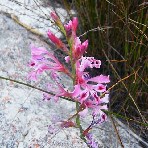 Tritoniopsis pulchella var. alpina unspecified picture