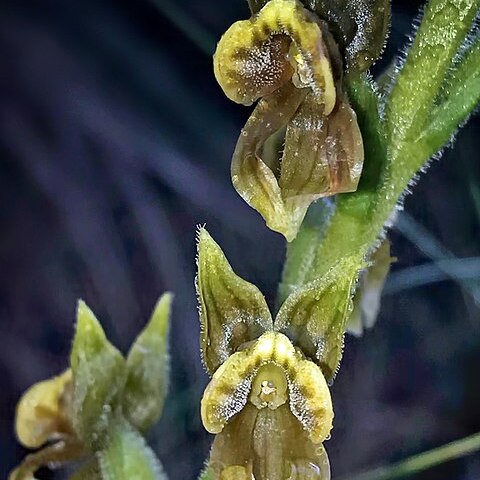 Pterichis triloba unspecified picture