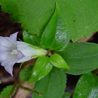 Tripterospermum japonicum unspecified picture