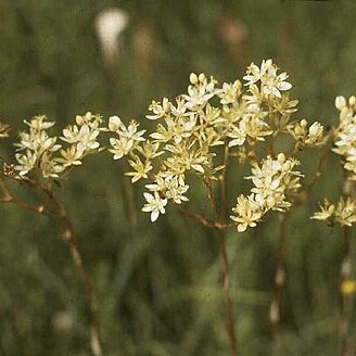 Zigadenus unspecified picture