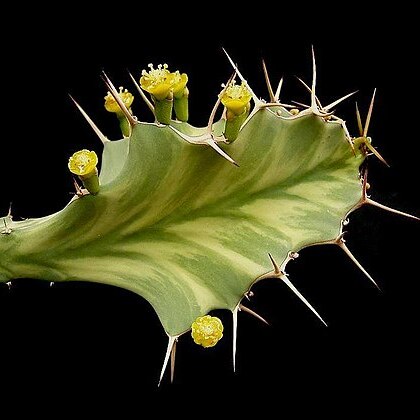 Euphorbia buruana unspecified picture