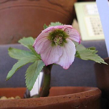 Helleborus thibetanus unspecified picture