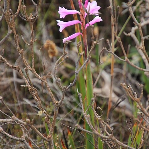 Watsonia laccata unspecified picture