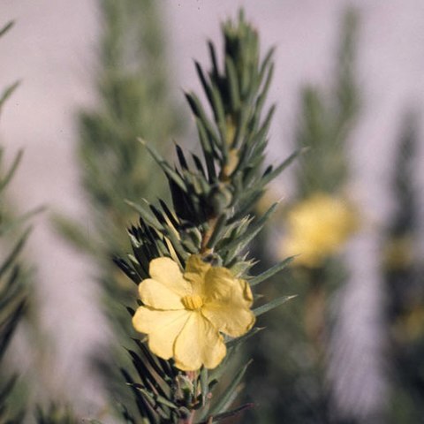 Hibbertia mucronata unspecified picture