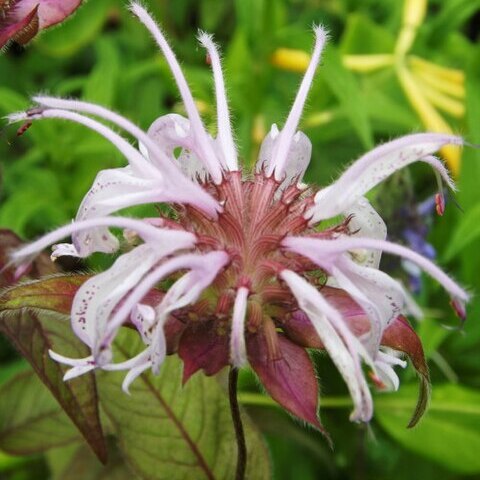 Monarda bradburiana unspecified picture