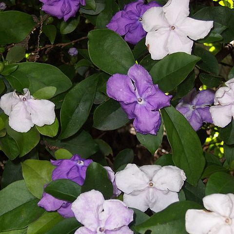 Brunfelsia unspecified picture