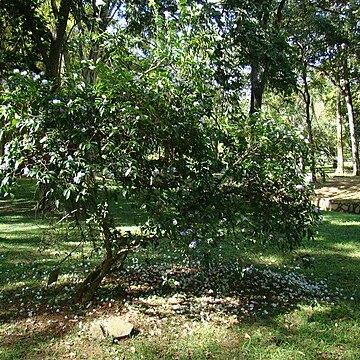 Brunfelsia grandiflora unspecified picture