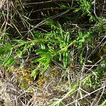 Teucrium aragonense unspecified picture