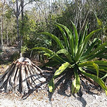 Agave caymanensis unspecified picture