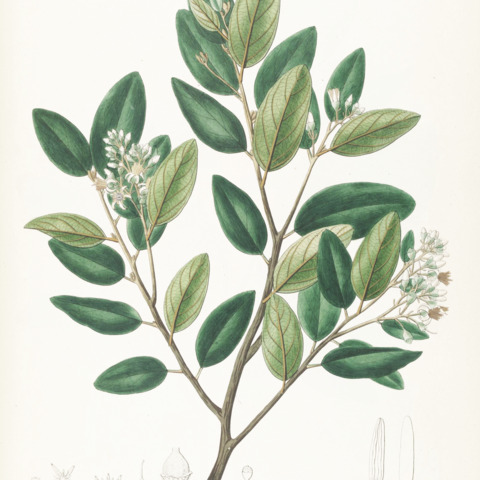 Styrax ferrugineus unspecified picture