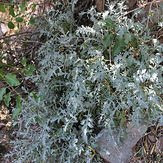 Valeriana stricta unspecified picture