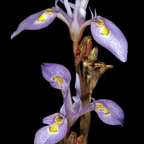 Moraea stricta unspecified picture