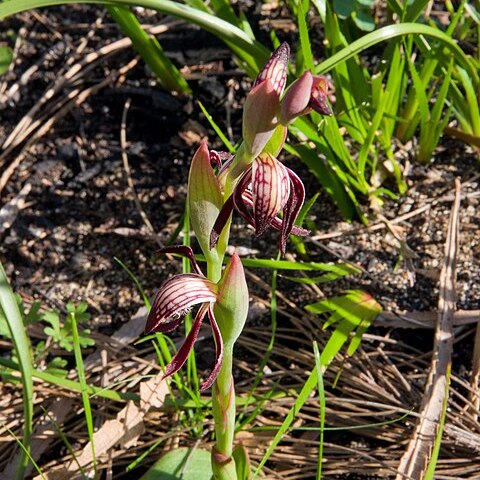 Pyrorchis nigricans unspecified picture