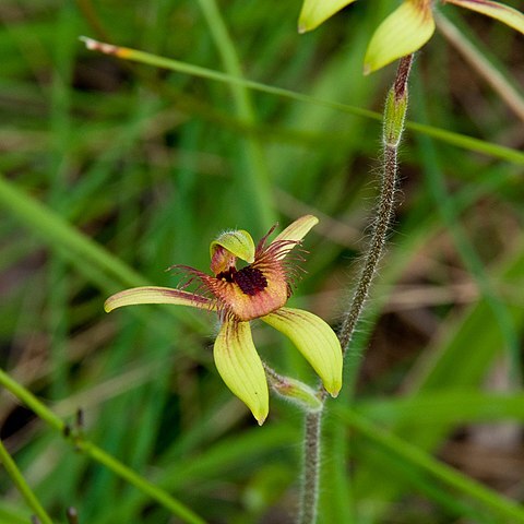 Caladenia discoidea unspecified picture