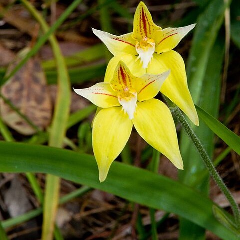 Caladenia flava subsp. flava unspecified picture