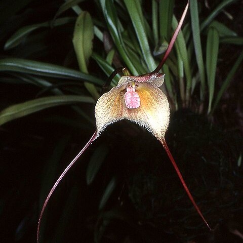 Dracula verticulosa unspecified picture