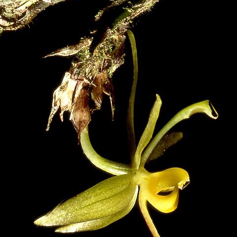 Oncidium brevicorne unspecified picture