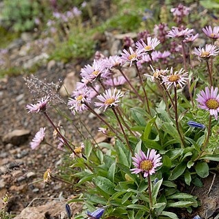 Erigeron thunbergii unspecified picture