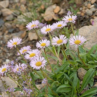 Erigeron thunbergii unspecified picture