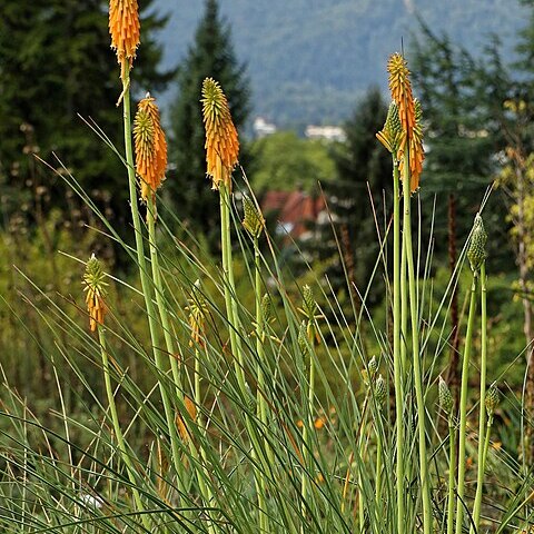 Kniphofia galpinii unspecified picture