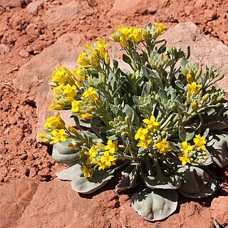 Physaria acutifolia unspecified picture