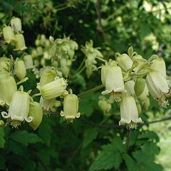 Clematis rehderiana unspecified picture