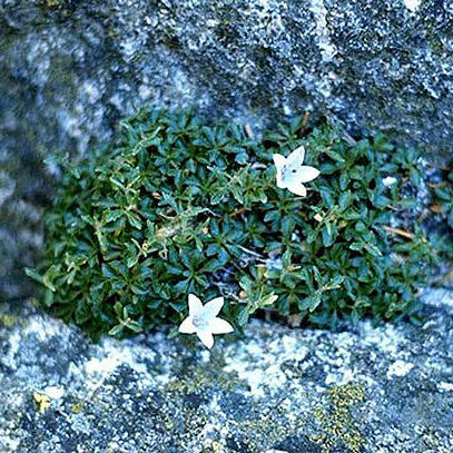 Campanula shetleri unspecified picture