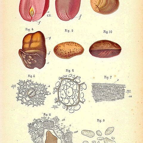 Garcinia kola unspecified picture