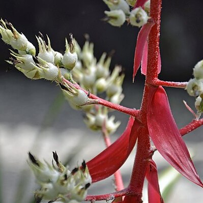 Aechmea araneosa unspecified picture