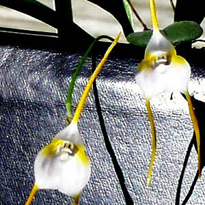 Masdevallia mejiana unspecified picture