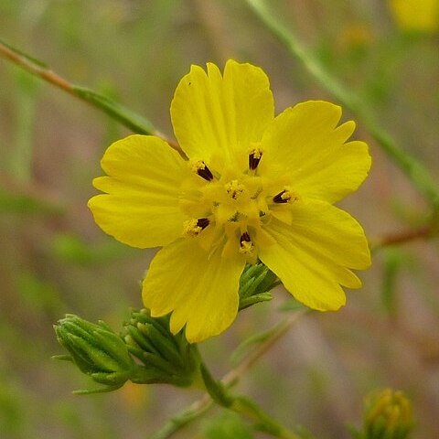 Deinandra fasciculata unspecified picture