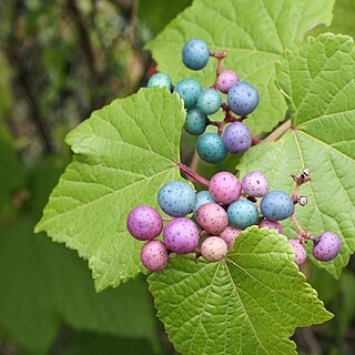 Ampelopsis glandulosa unspecified picture